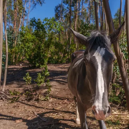 Monte Arribas Do Bracal By 4u *
